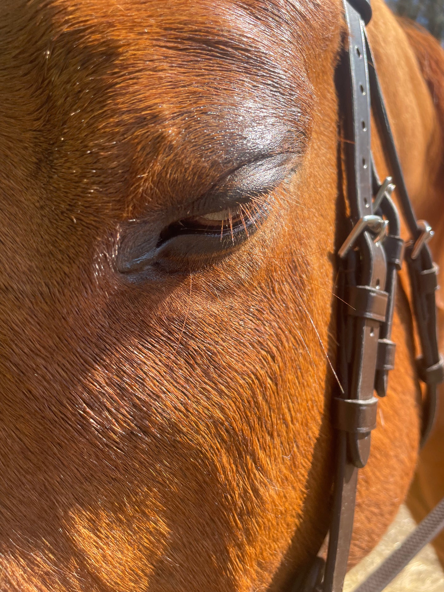 Equine Gold Show Glow Highlighter