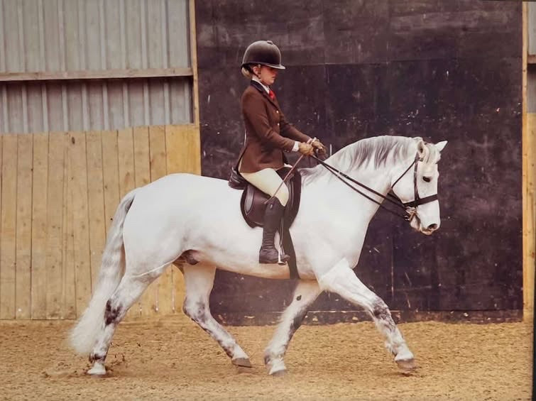 Equine Gold Show Bright