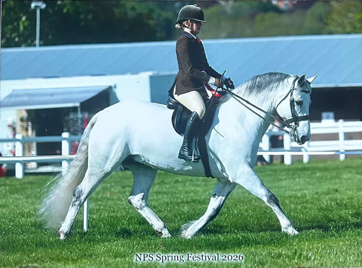 Equine Gold Show Bright
