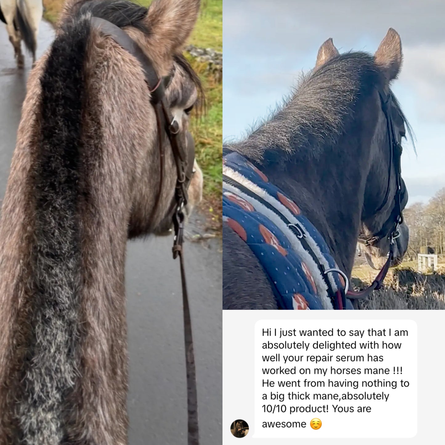 Equine Gold Repair Serum